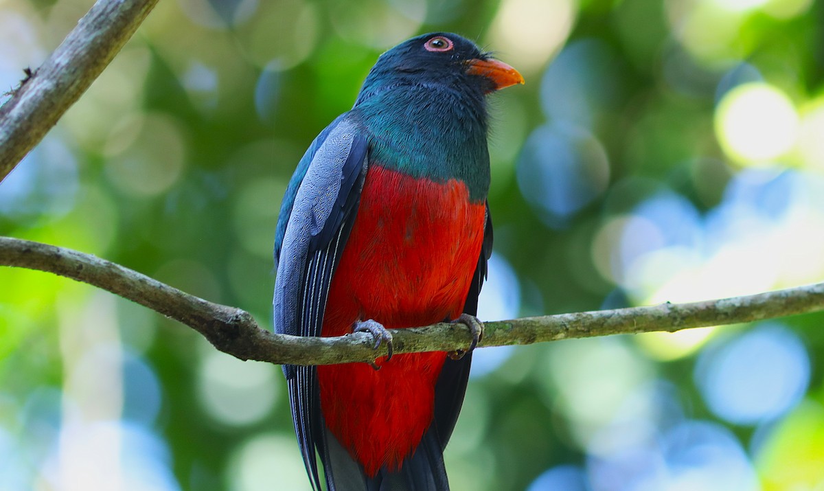 Slaty-tailed Trogon - ML627469030