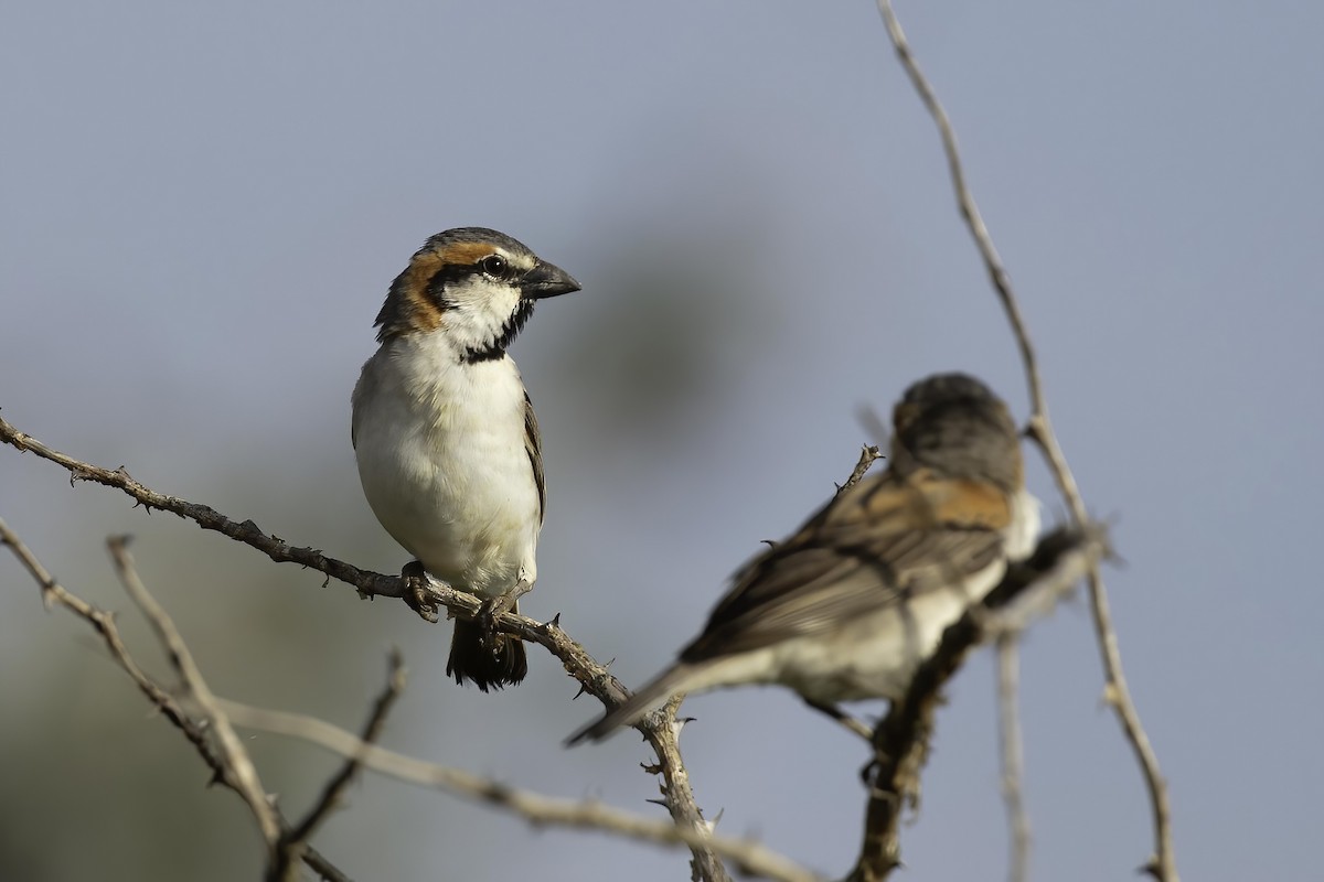 Shelley's Rufous Sparrow - ML627469036