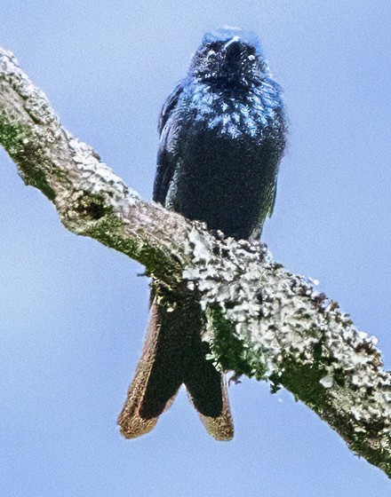 Bronzed Drongo - ML627469058