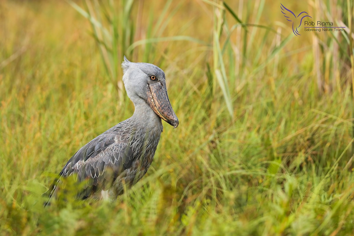 Shoebill - ML627469088