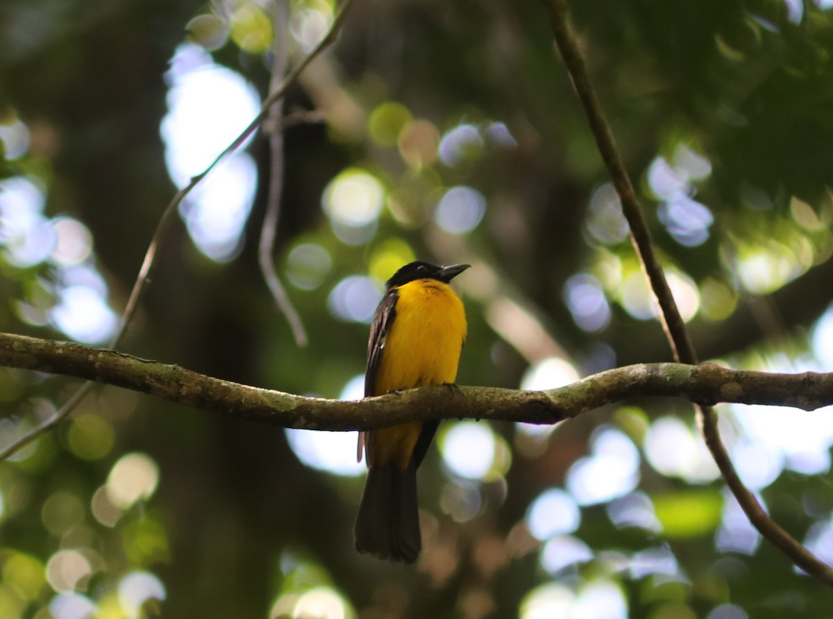 Black-throated Shrike-Tanager - ML627469129