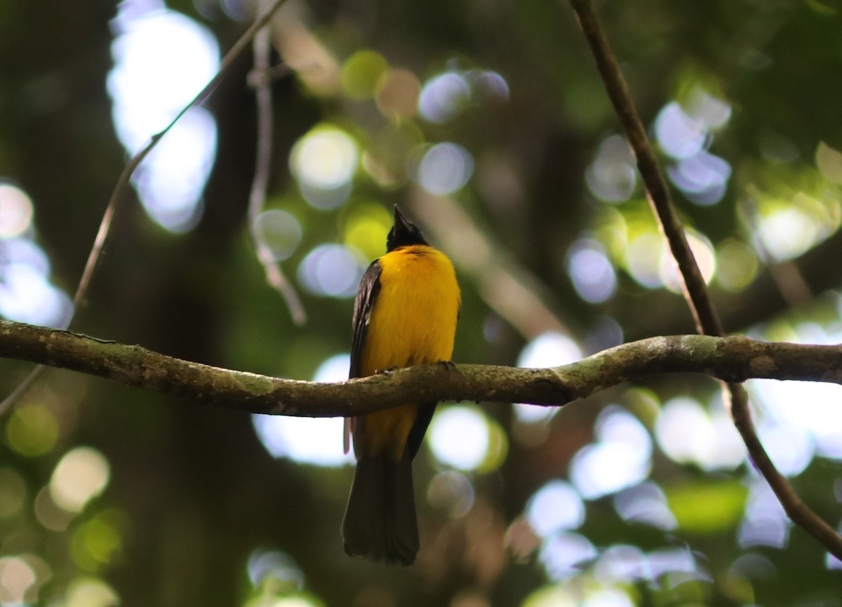 Black-throated Shrike-Tanager - ML627469130