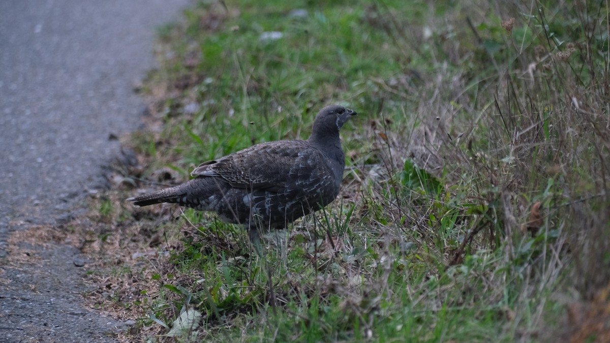 Sooty Grouse - ML627469147