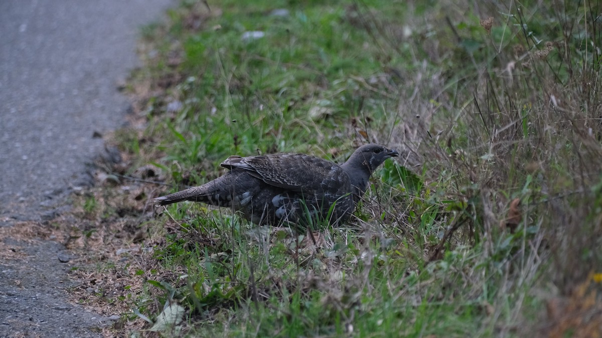 Sooty Grouse - ML627469206