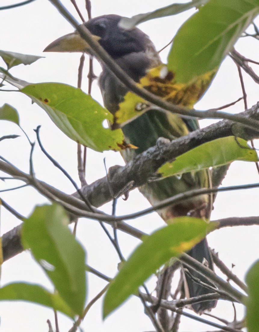 Great Barbet - ML627469286