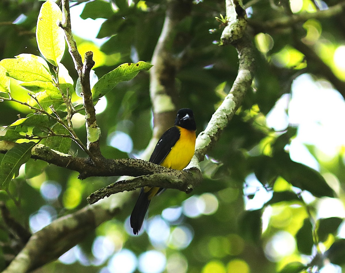 Black-throated Shrike-Tanager - ML627469323