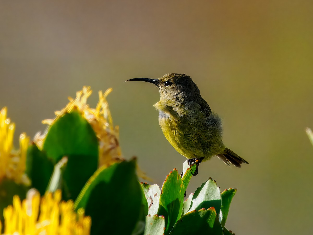 Orange-breasted Sunbird - ML627469362