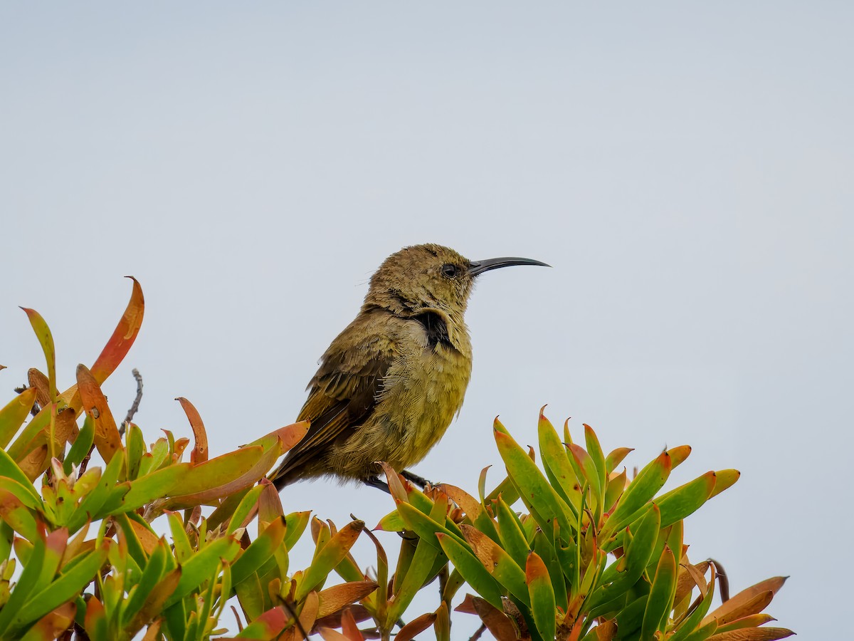 Orange-breasted Sunbird - ML627469363