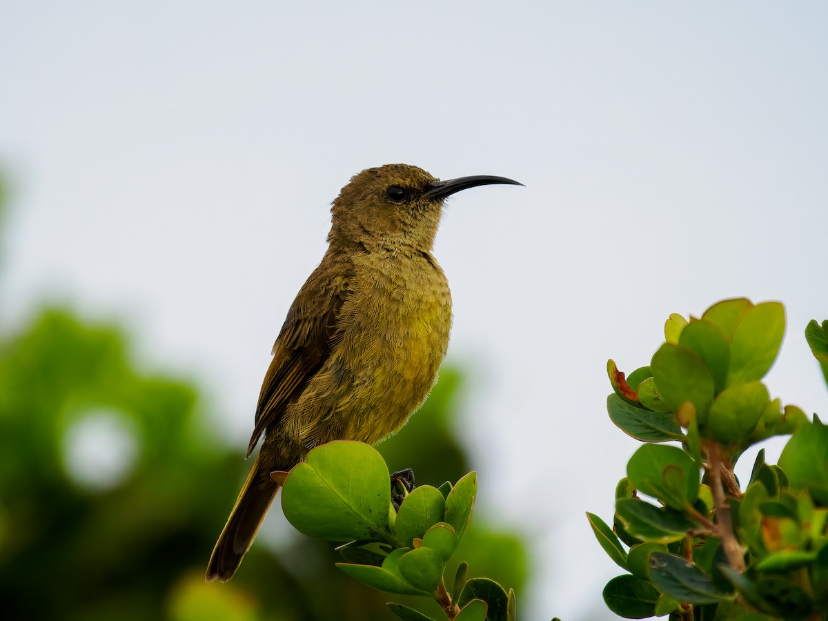 Orange-breasted Sunbird - ML627469364