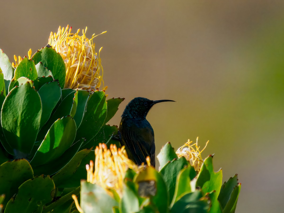 Orange-breasted Sunbird - ML627469365