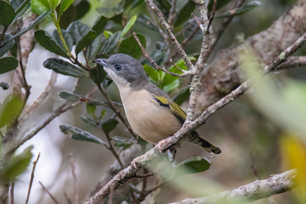 White-browed Shrike-Babbler - ML627469366