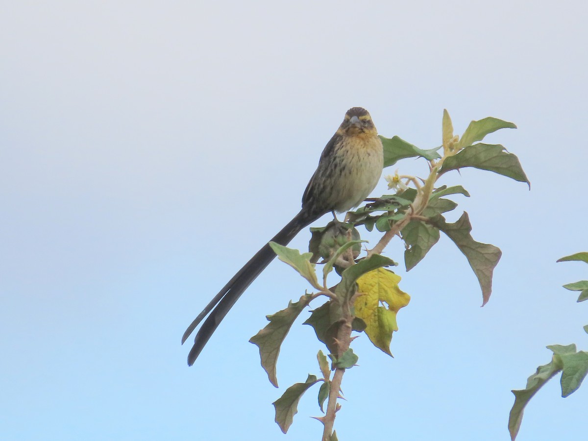 Red-cowled Widowbird - ML627469367