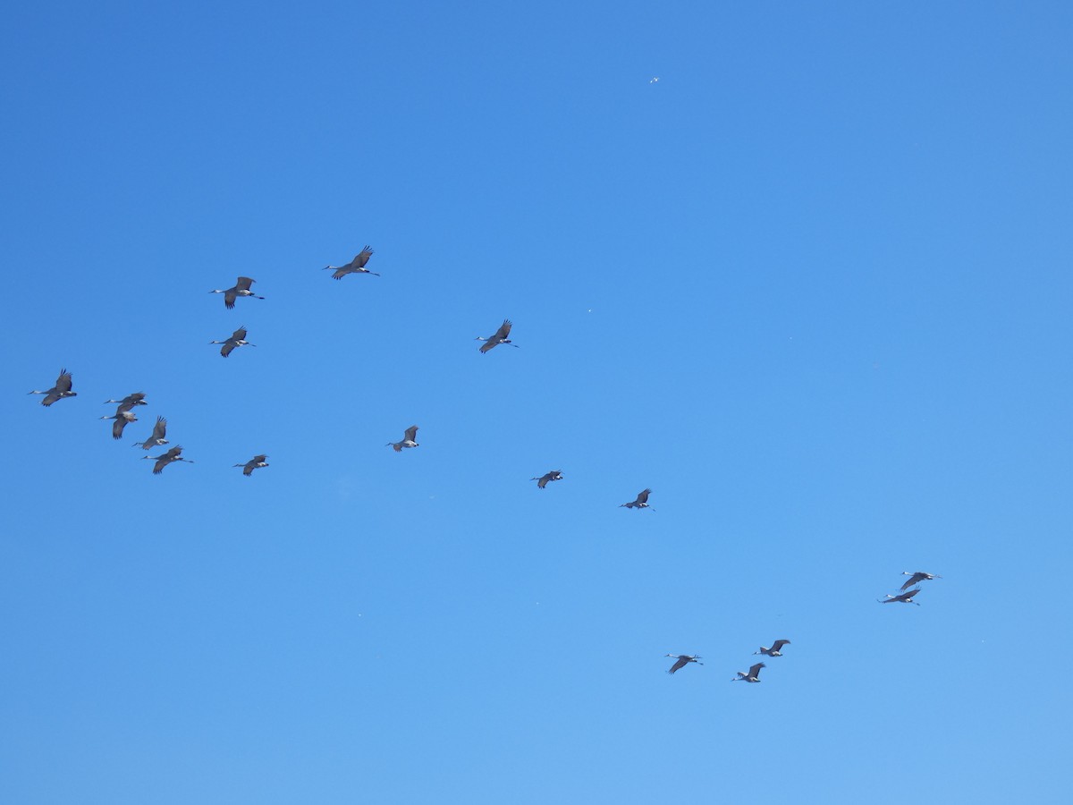 Sandhill Crane - ML627469493