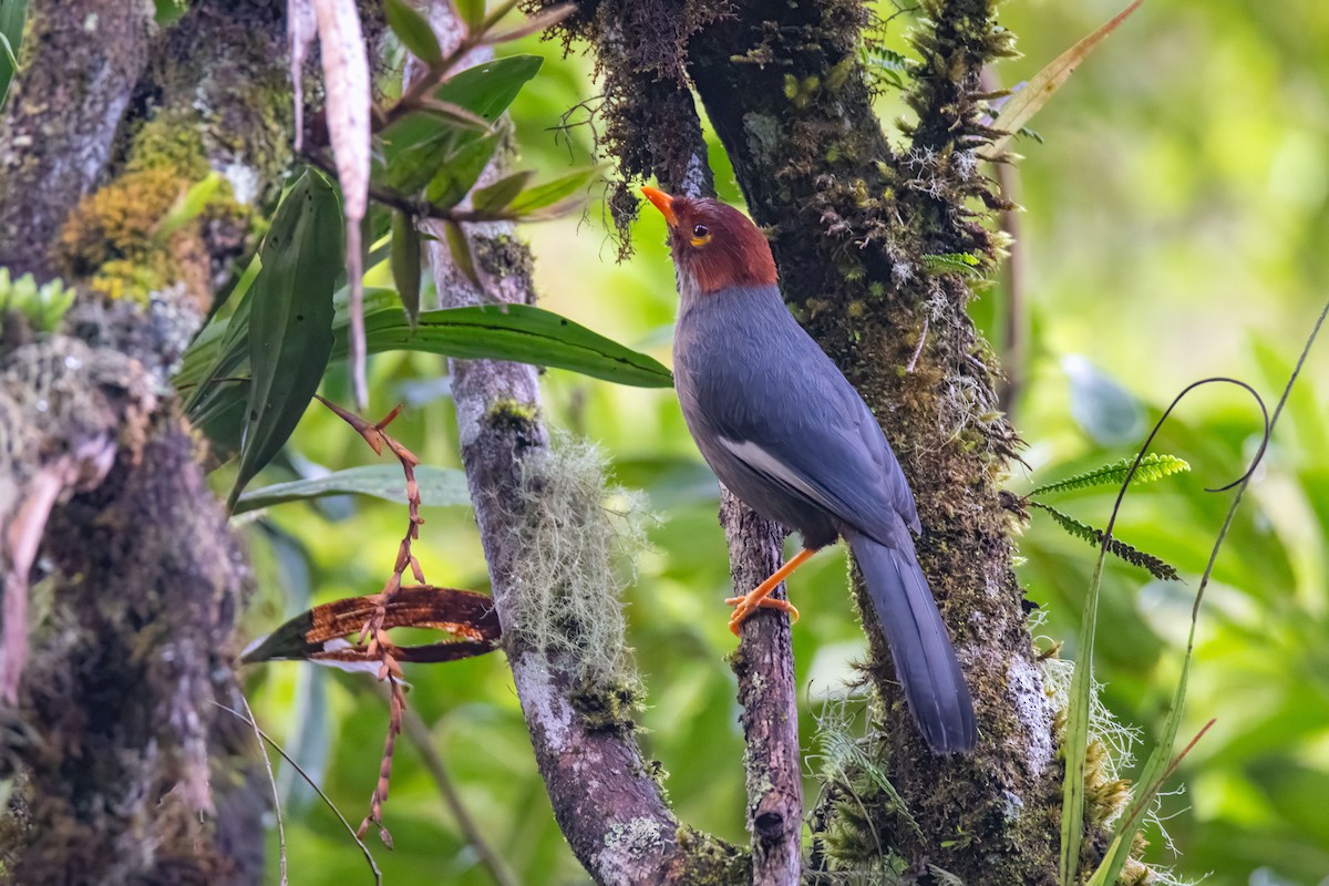 Chestnut-hooded Laughingthrush - ML627469568