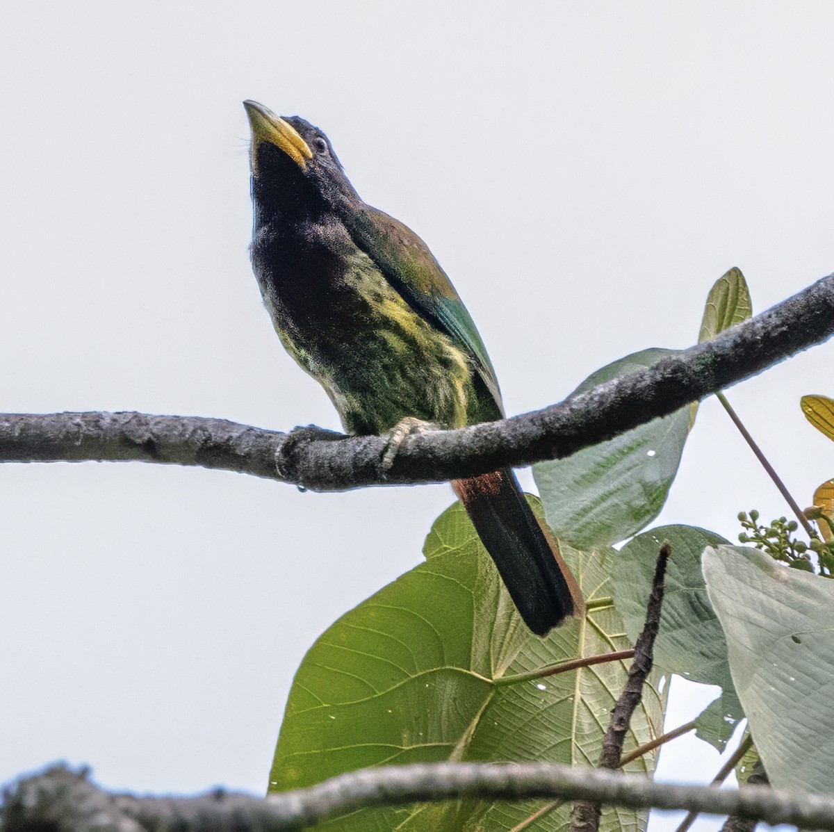 Great Barbet - ML627469626