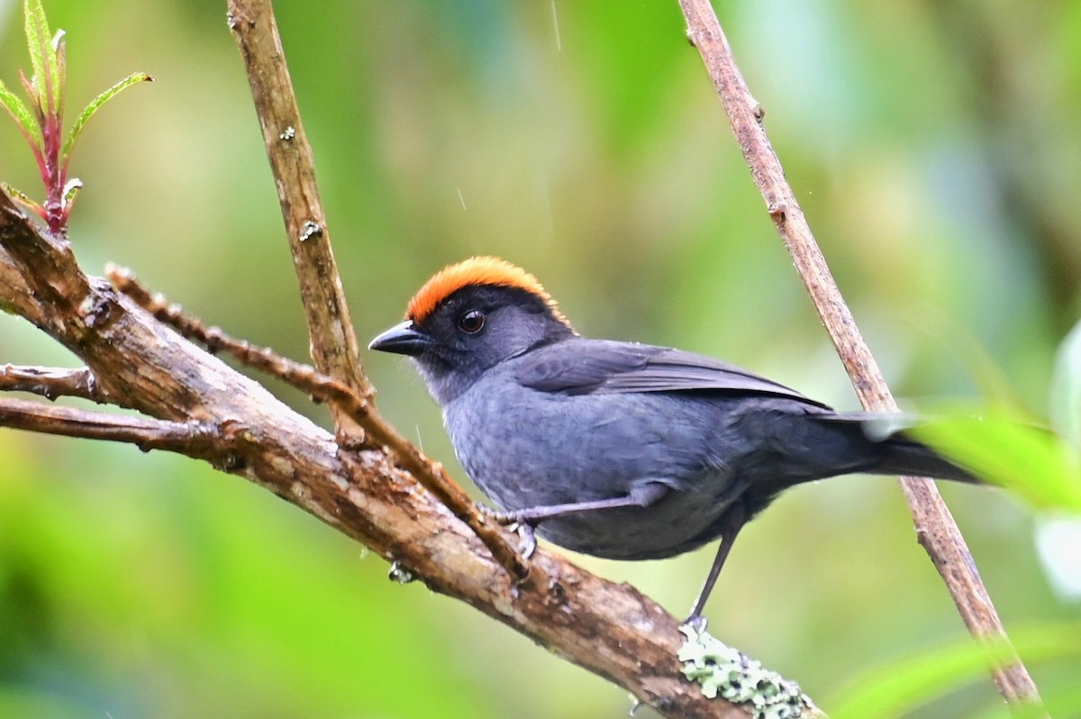Cuzco Brushfinch - ML627469716