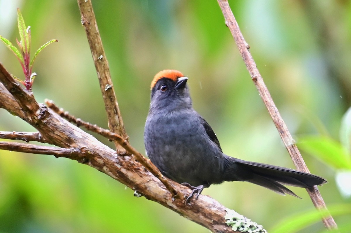 Cuzco Brushfinch - ML627469717