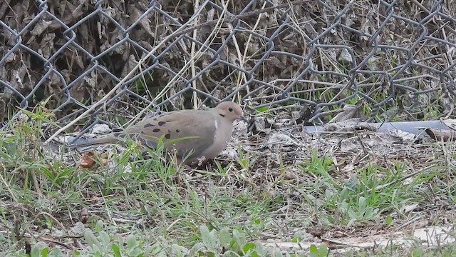 Mourning Dove - ML627469810