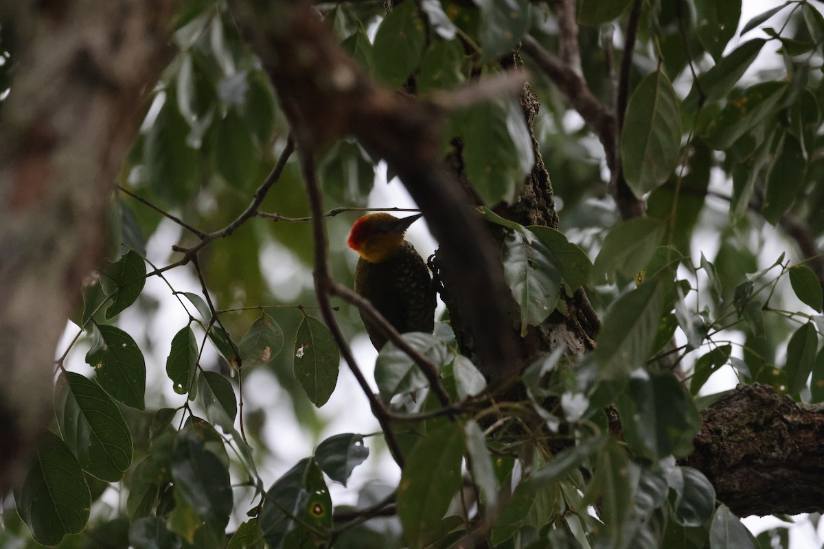 Yellow-throated Woodpecker - ML627469868