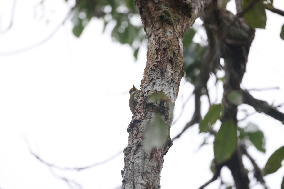 Yellow-throated Woodpecker - ML627469872