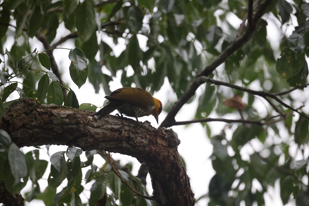 Yellow-throated Woodpecker - ML627469875