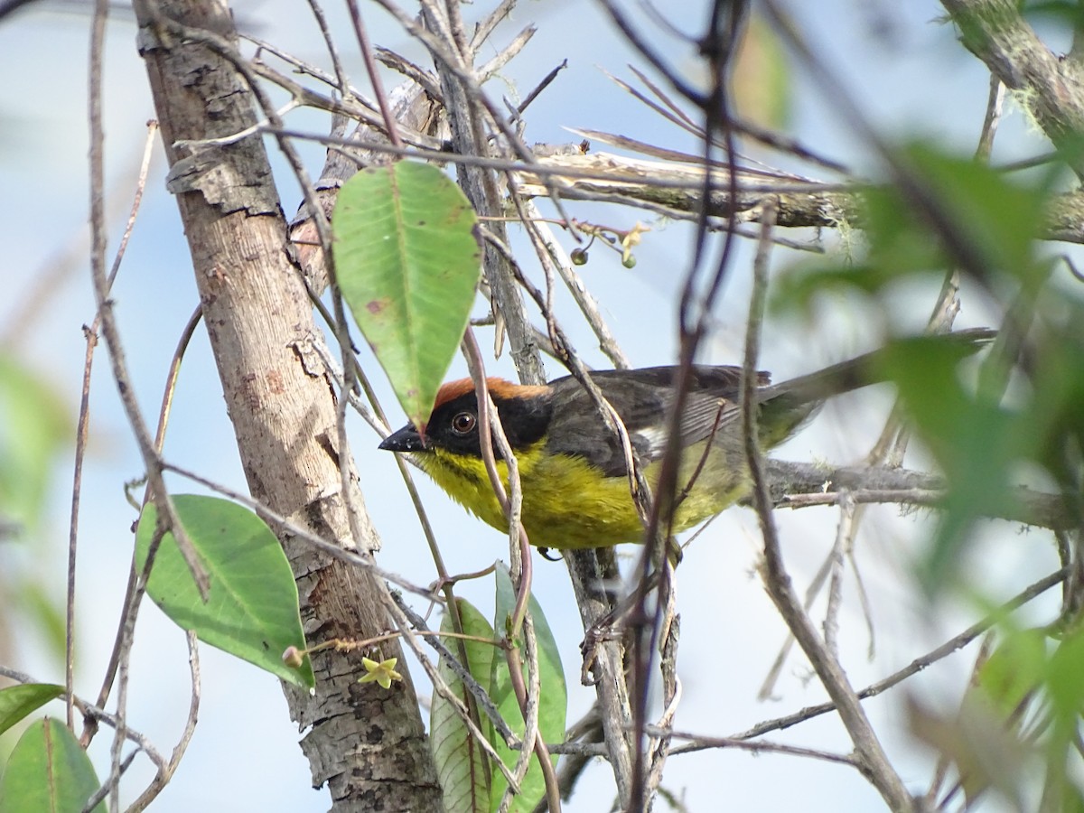 Yellow-breasted Brushfinch - ML627469889