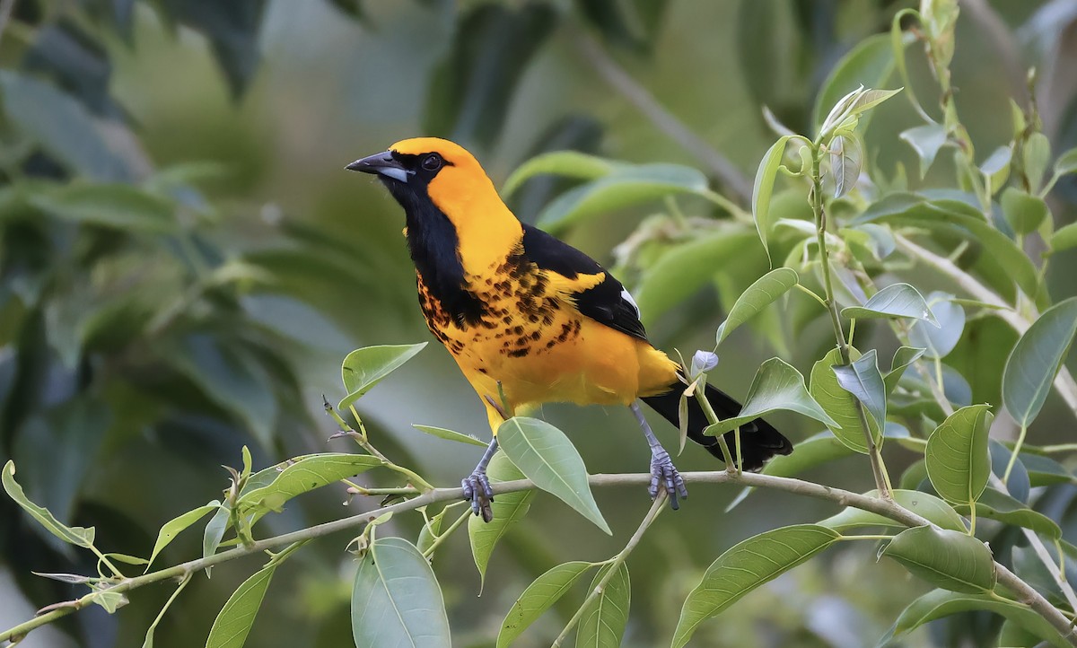 Spot-breasted Oriole - ML627469895