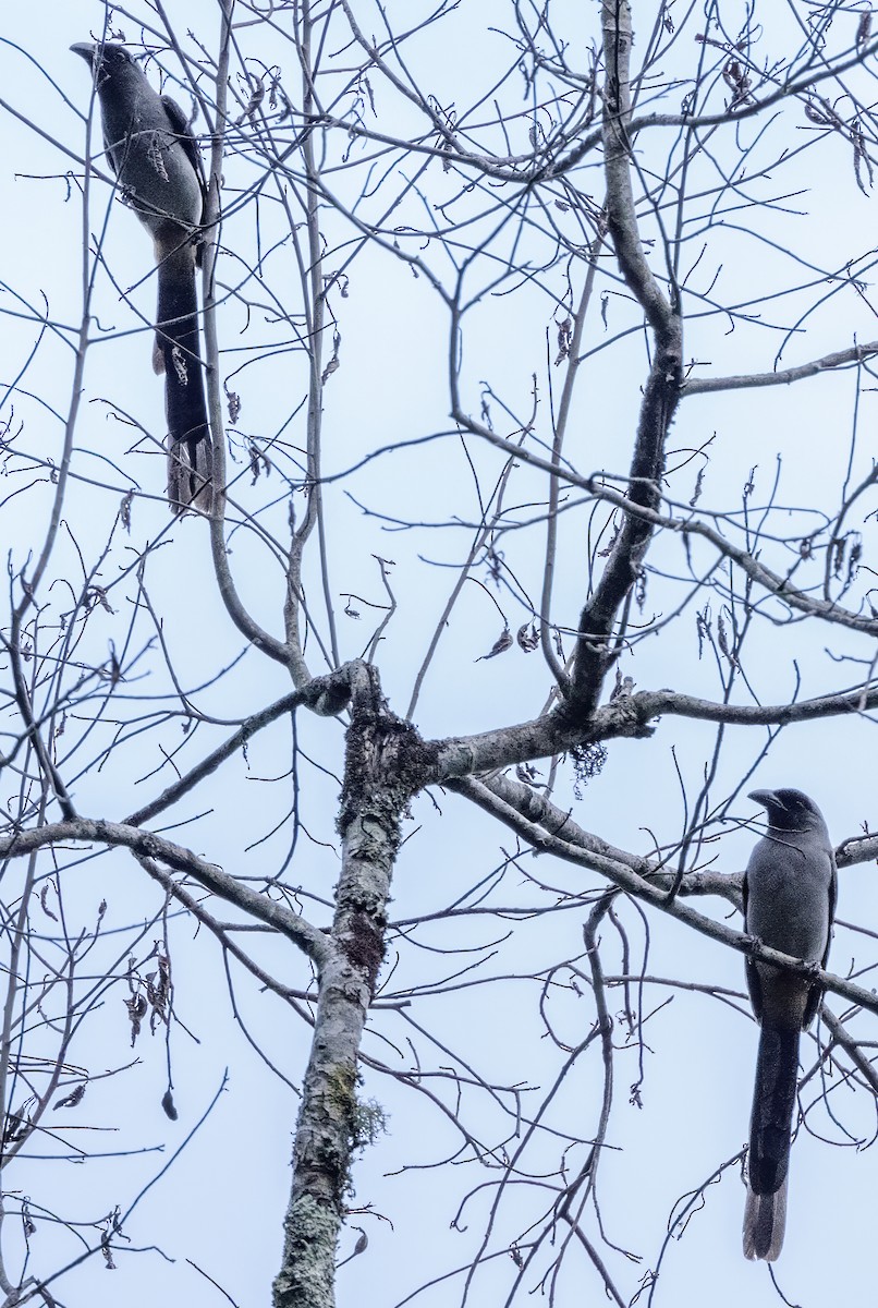 Gray Treepie - ML627469896