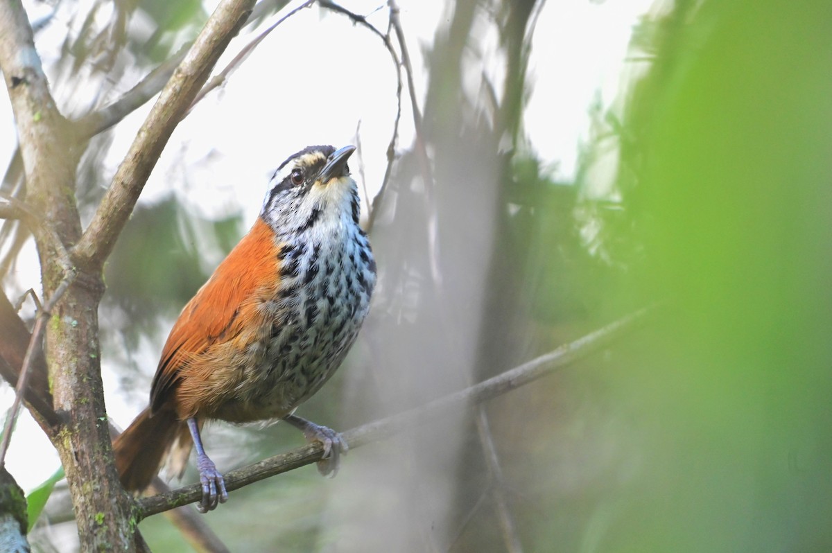 inkasmett - ML627469946