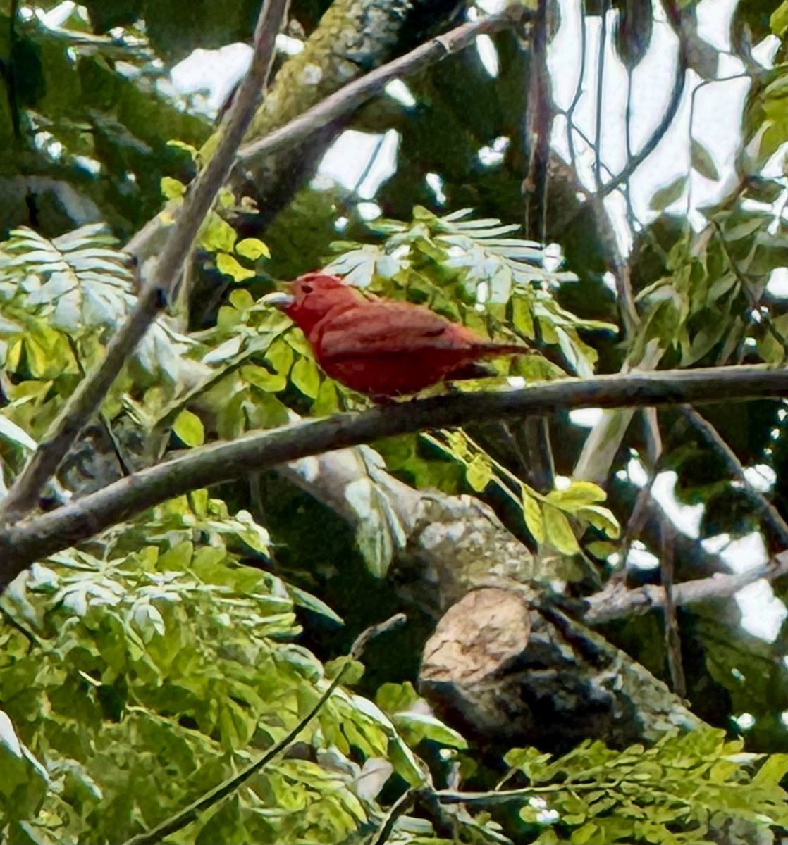 Summer Tanager - ML627470022