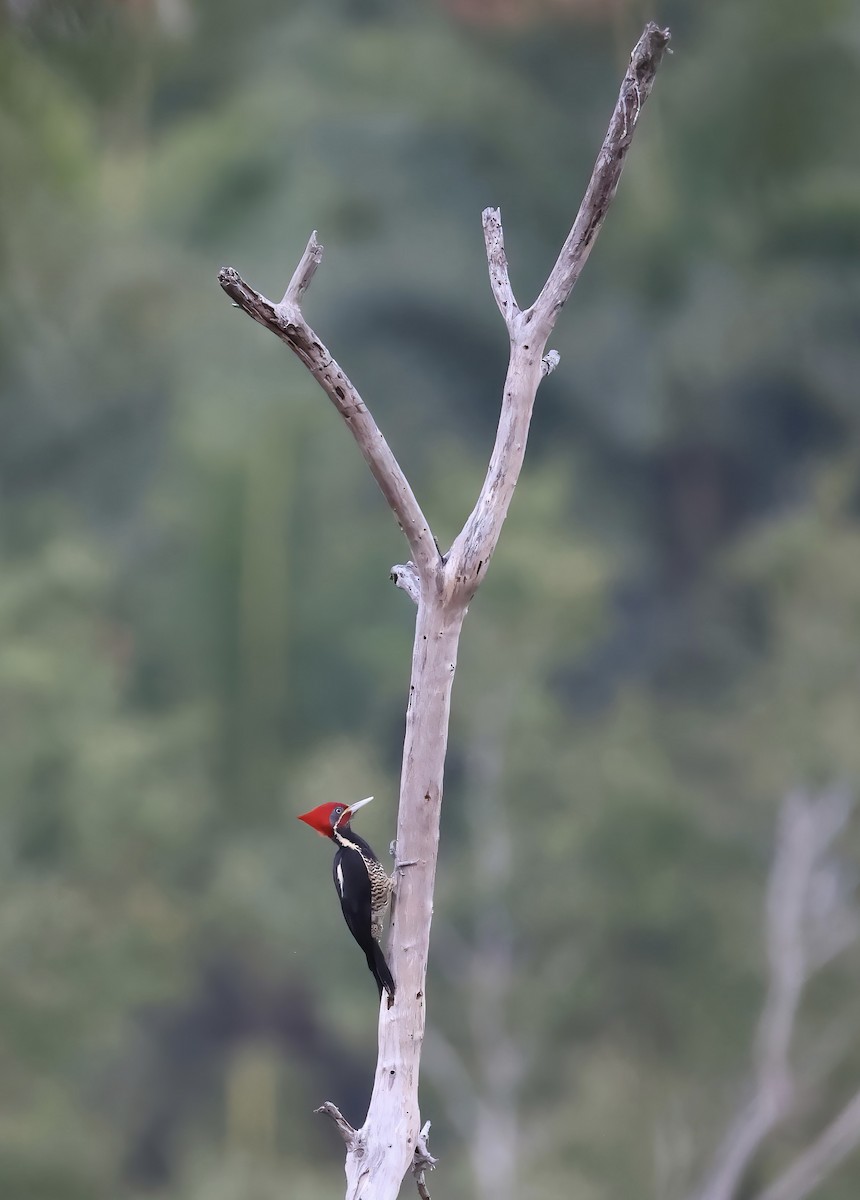 Lineated Woodpecker - ML627470051