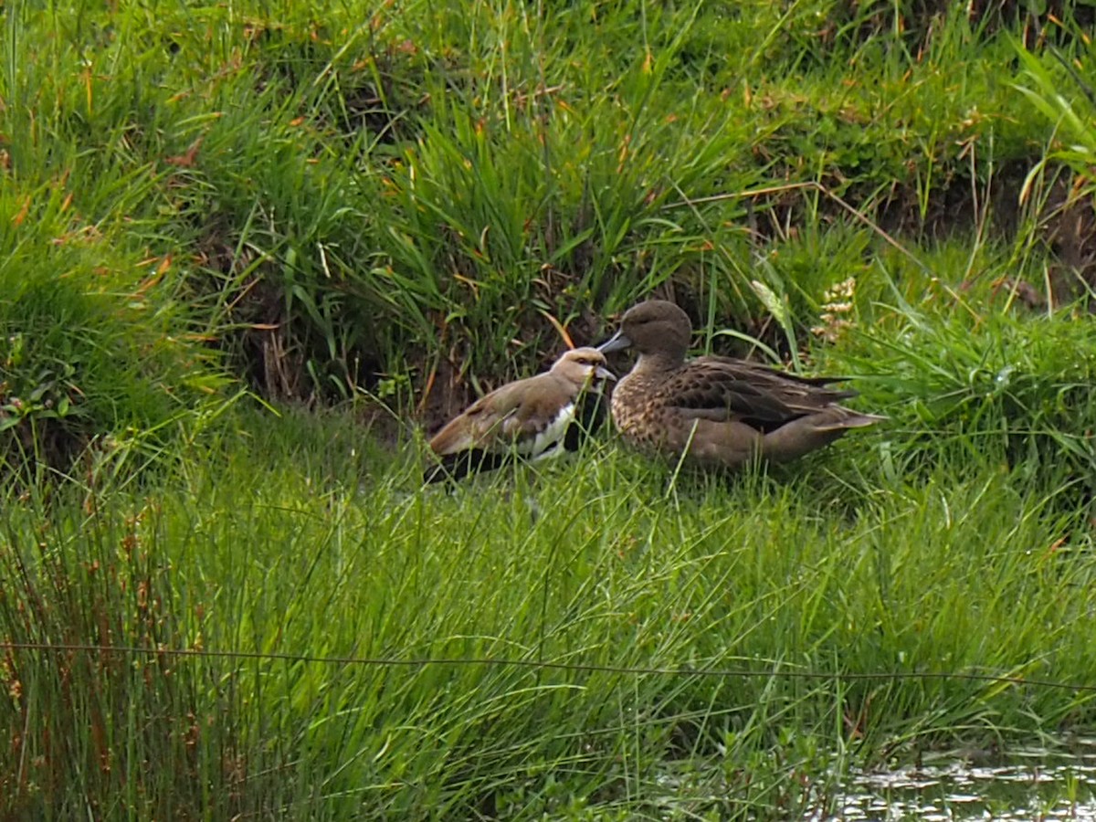 Andean Teal - ML627470110