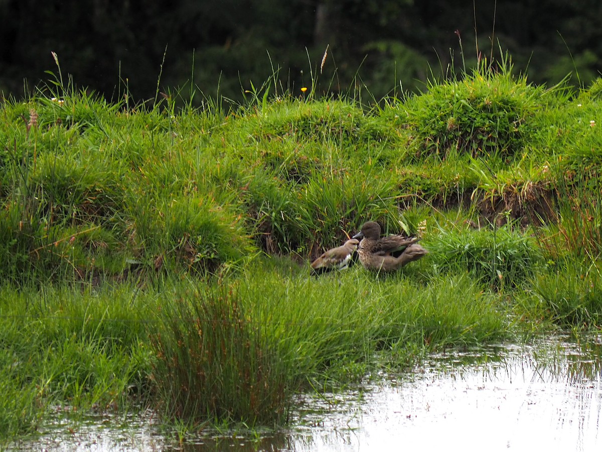 Andean Teal - ML627470111