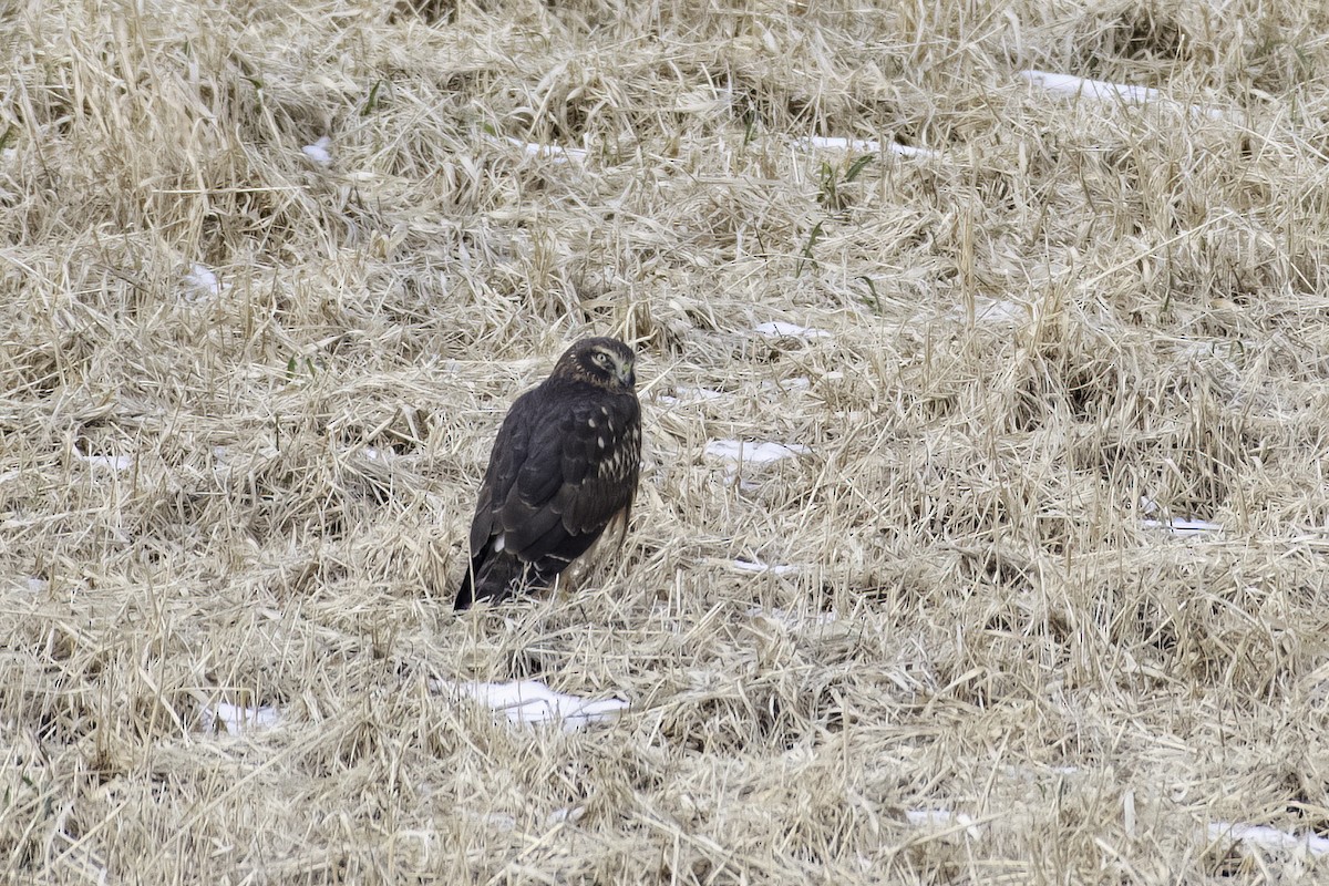 Northern Harrier - ML627470134