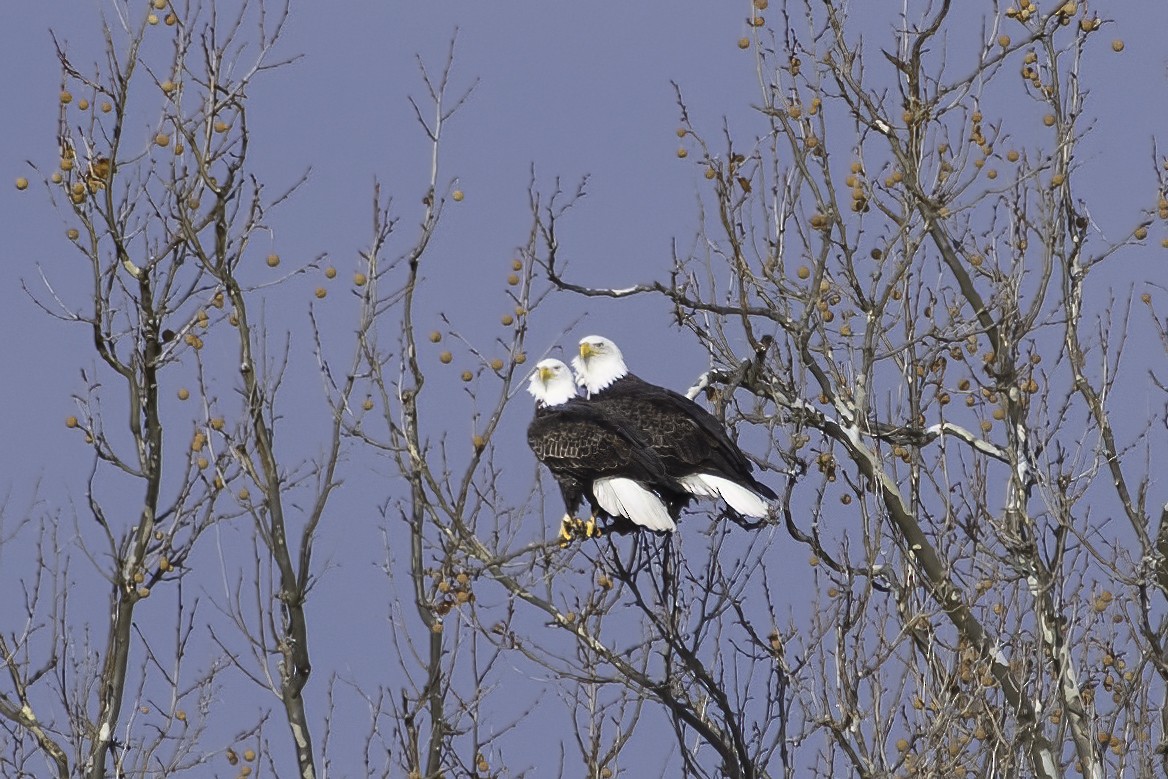 Bald Eagle - ML627470140