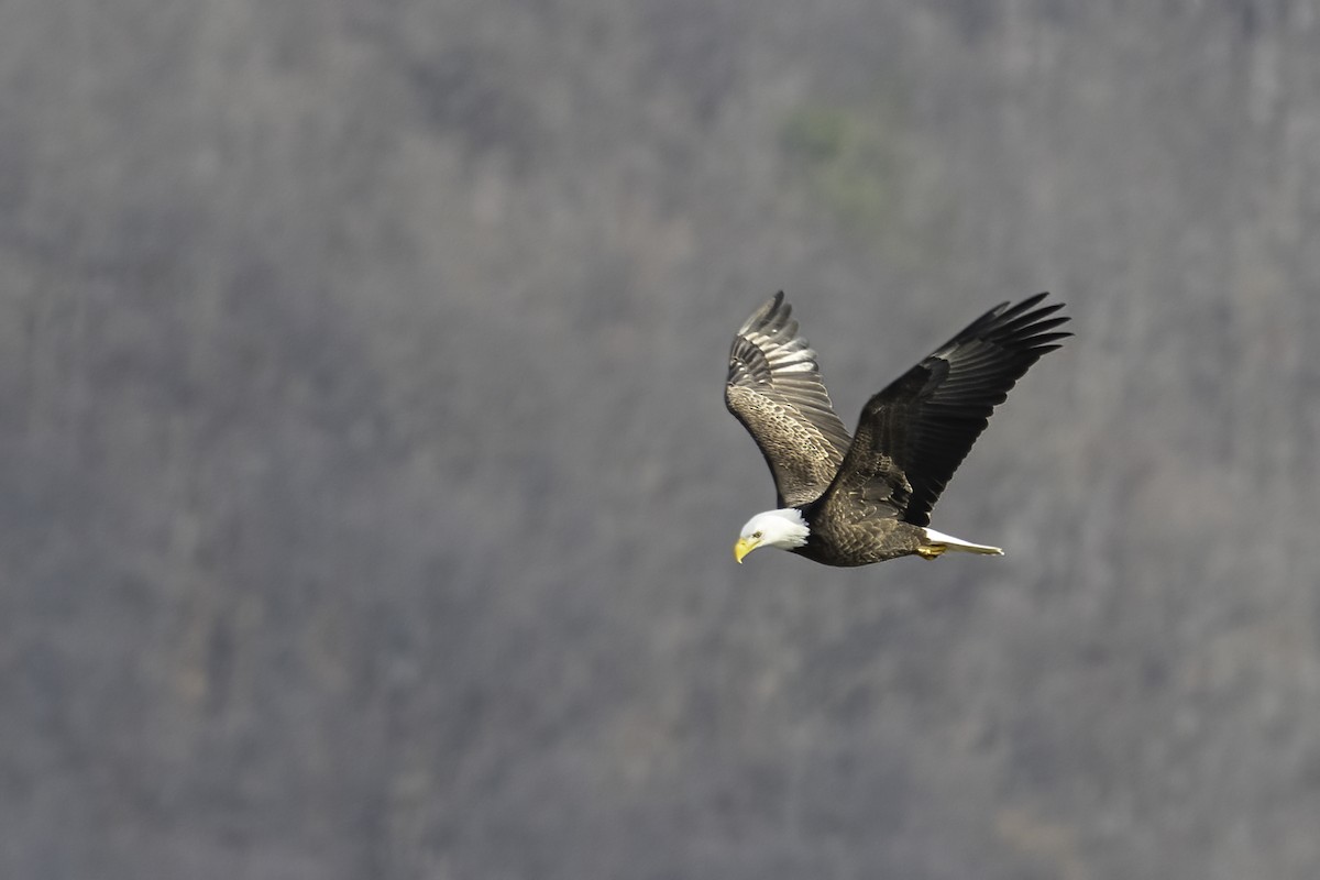 Bald Eagle - ML627470145