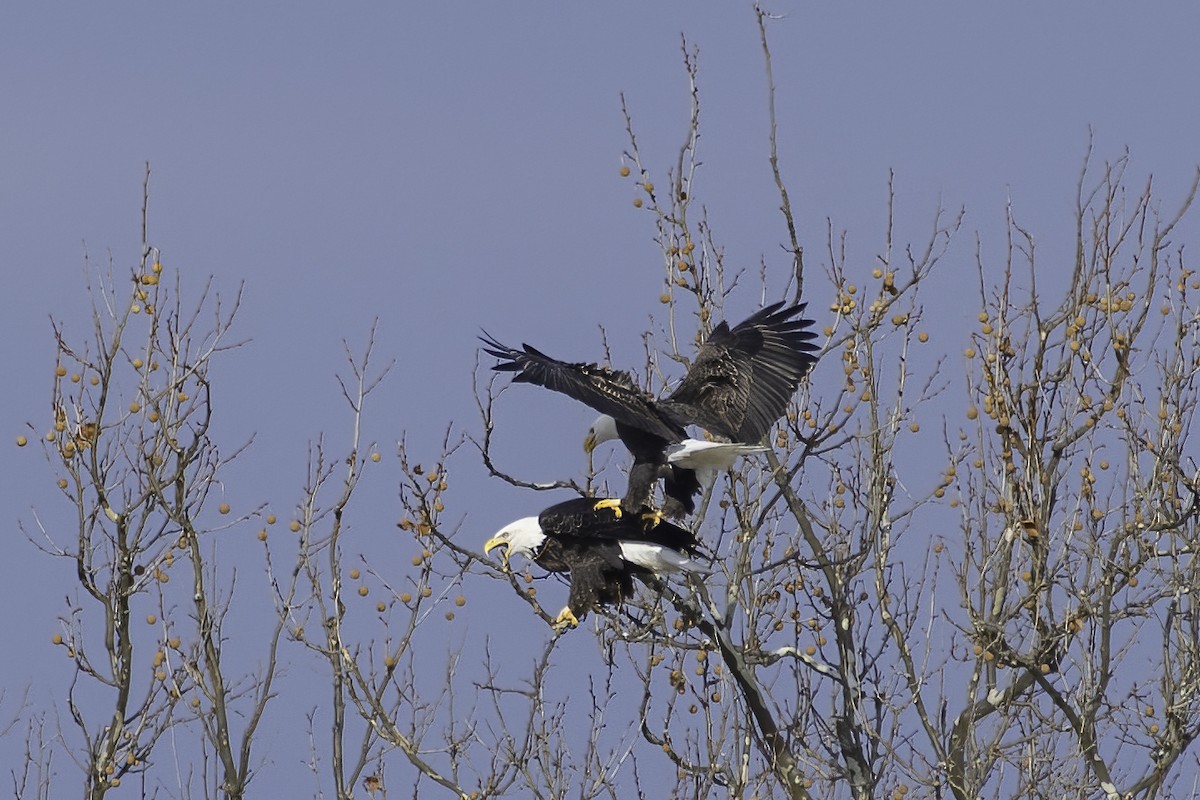 Bald Eagle - ML627470149