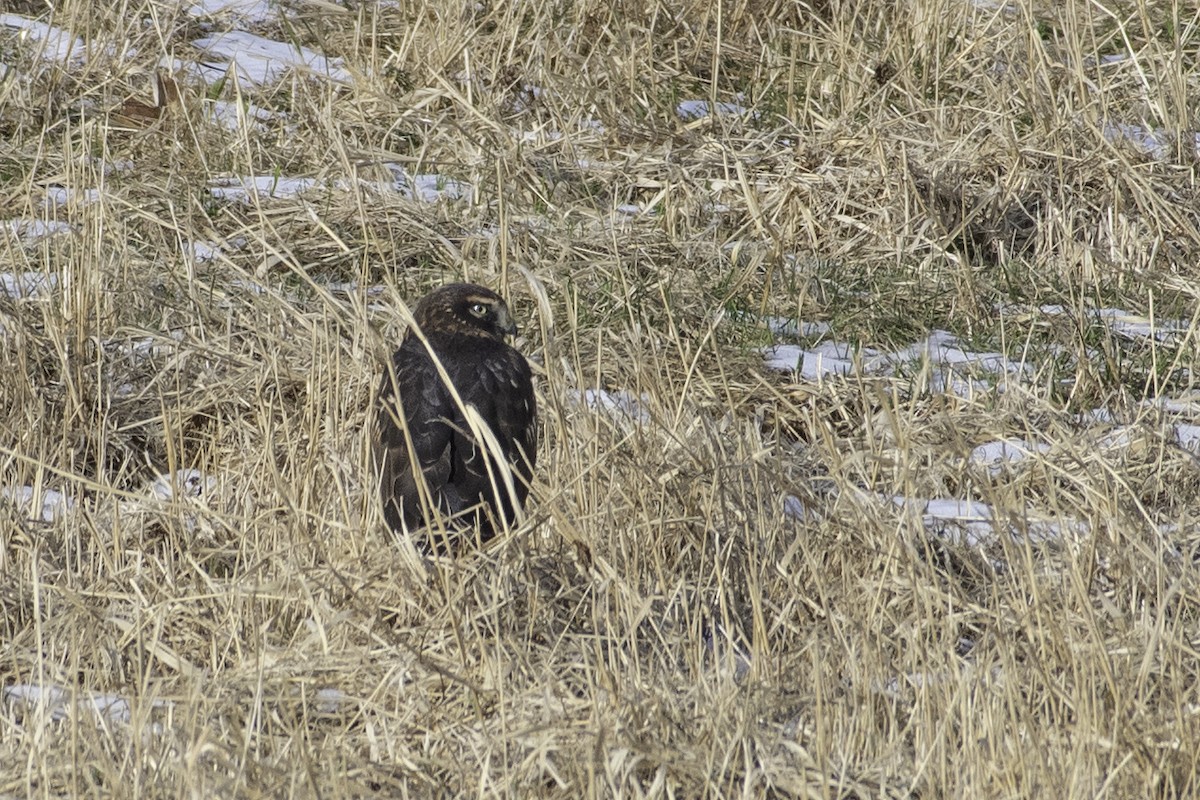 Northern Harrier - ML627470153