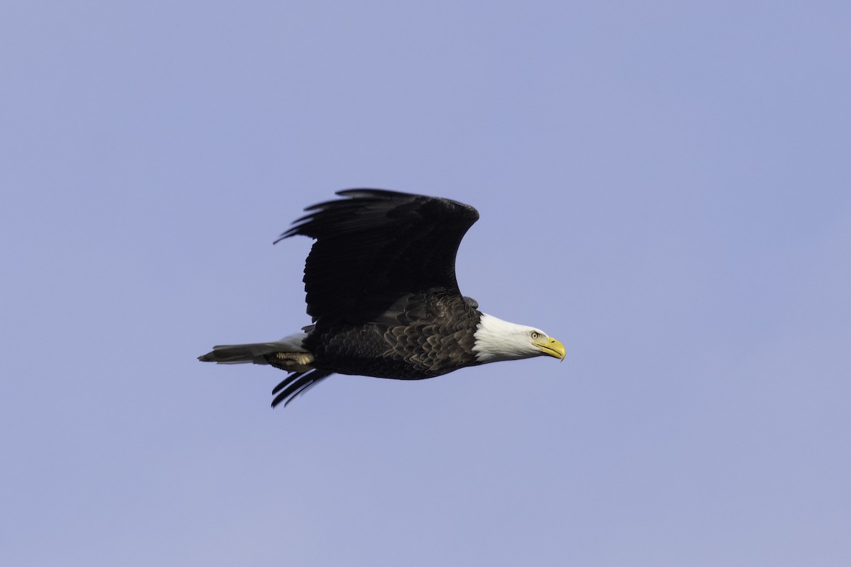 Bald Eagle - ML627470162