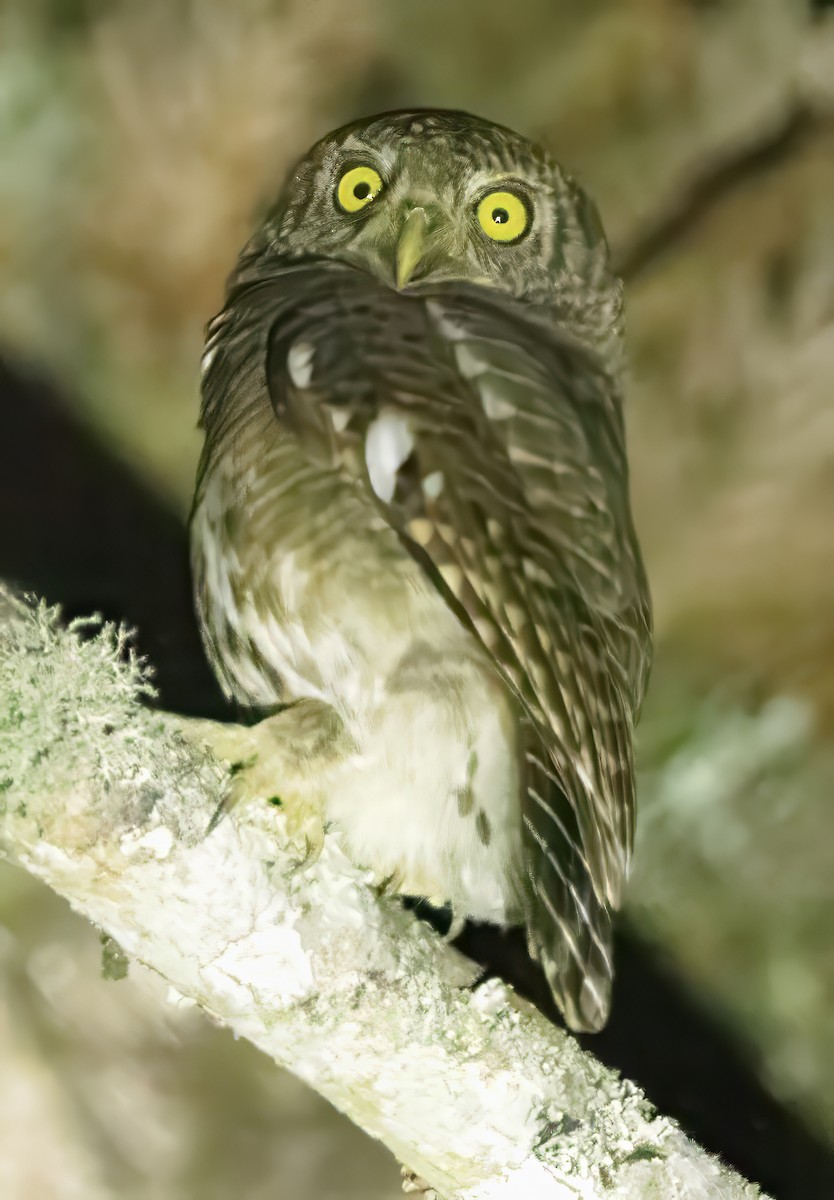 Asian Barred Owlet - ML627470245