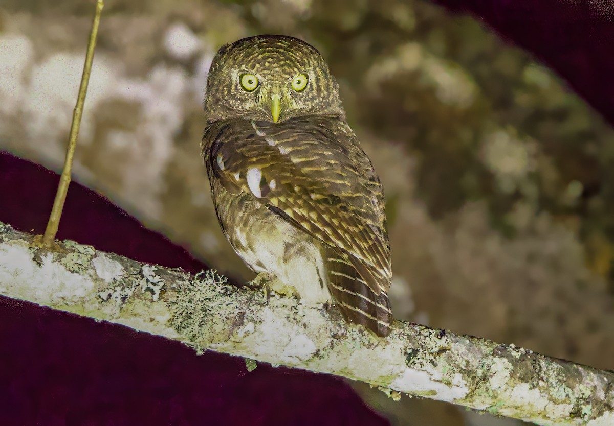 Asian Barred Owlet - ML627470246