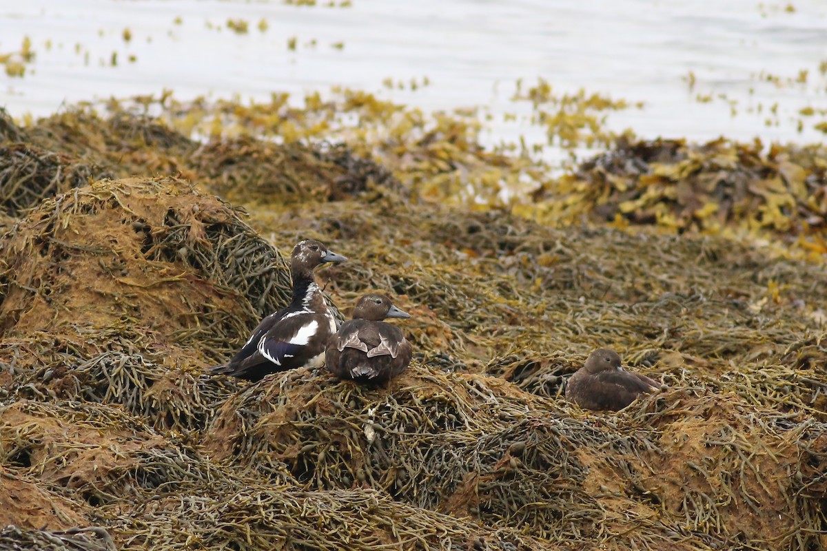 Steller's Eider - ML627470248