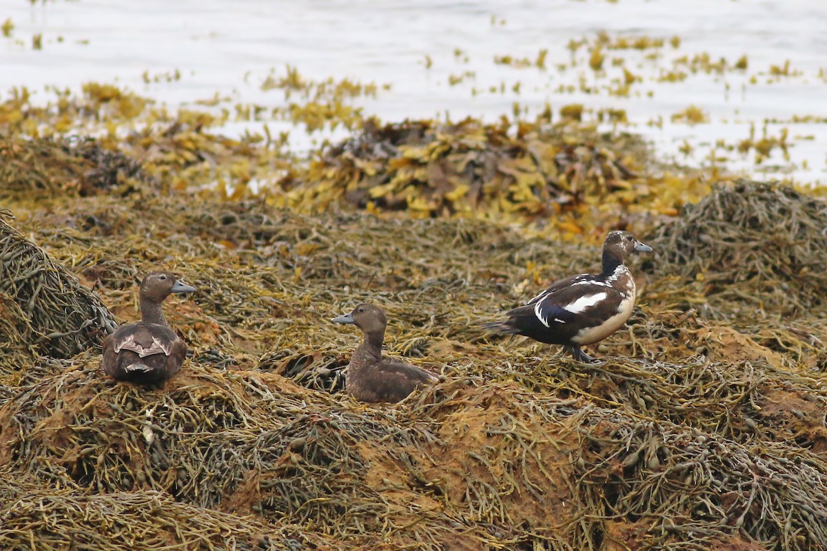 Steller's Eider - ML627470249