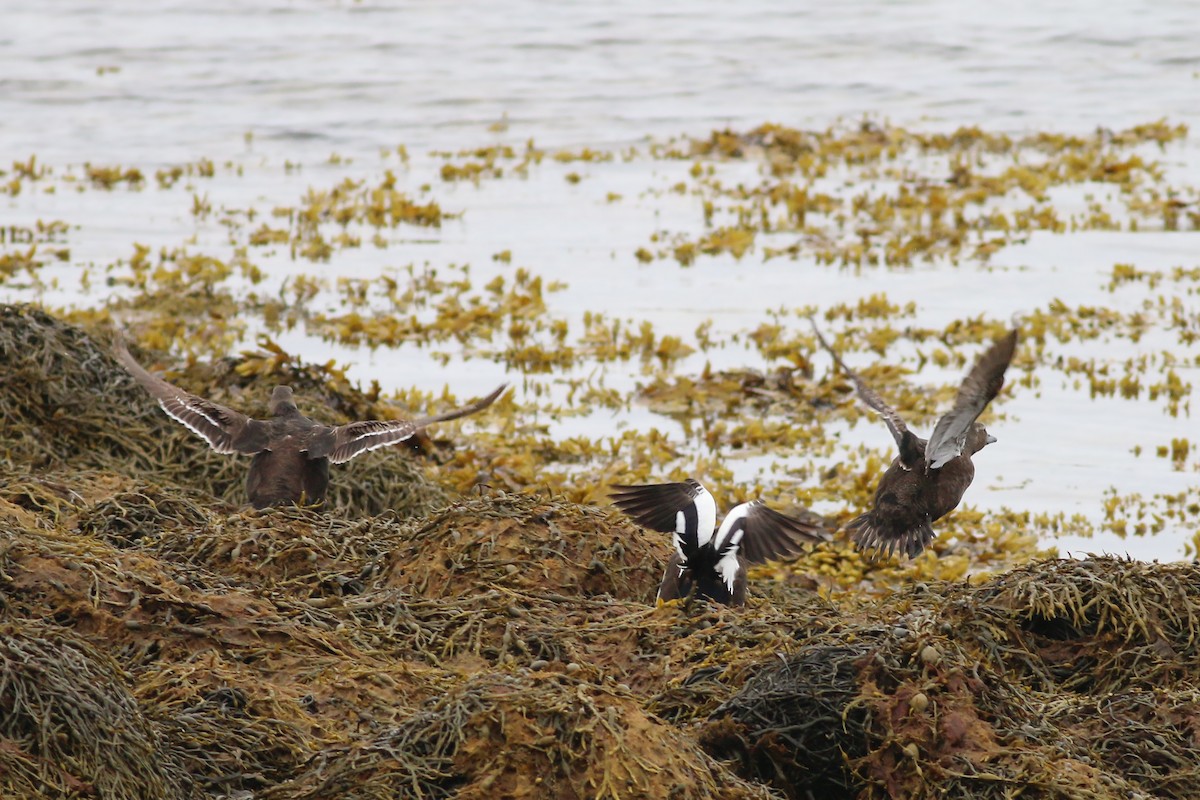 Steller's Eider - ML627470251