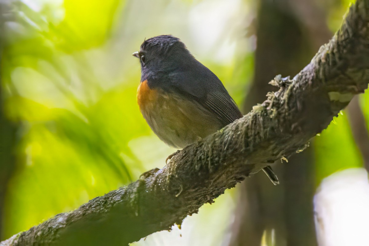 Snowy-browed Flycatcher - ML627470443