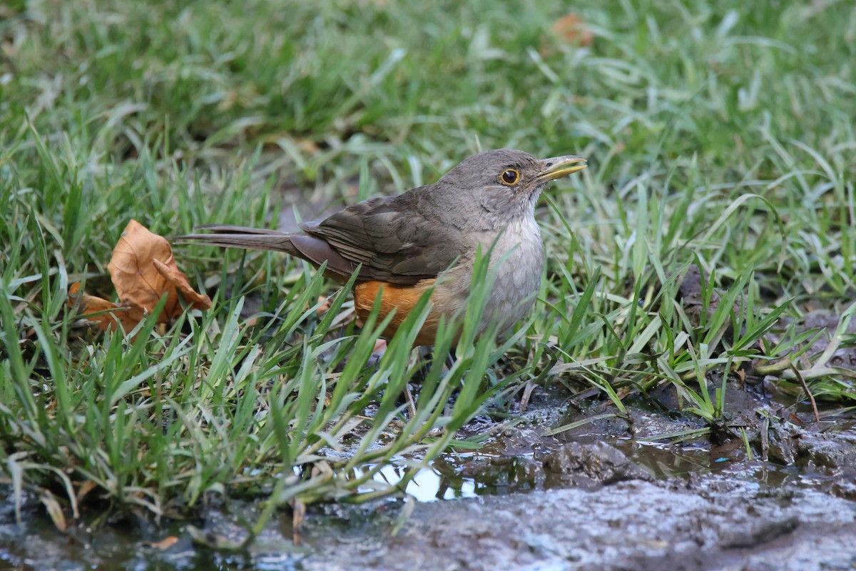 Rufous-bellied Thrush - ML627470591
