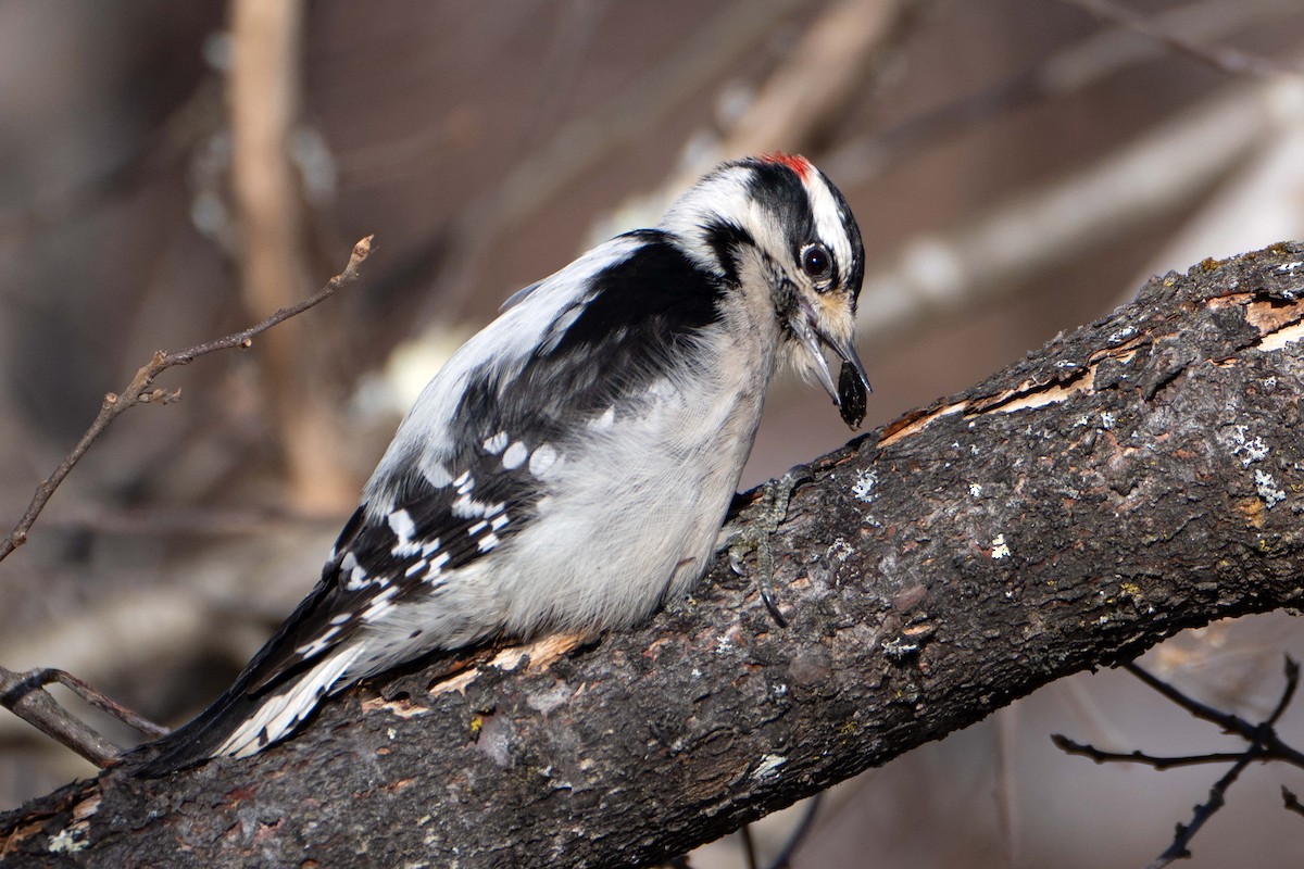 Downy Woodpecker - ML627470676