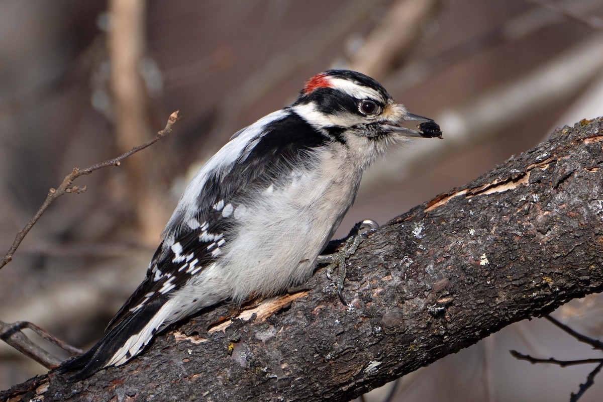 Downy Woodpecker - ML627470677