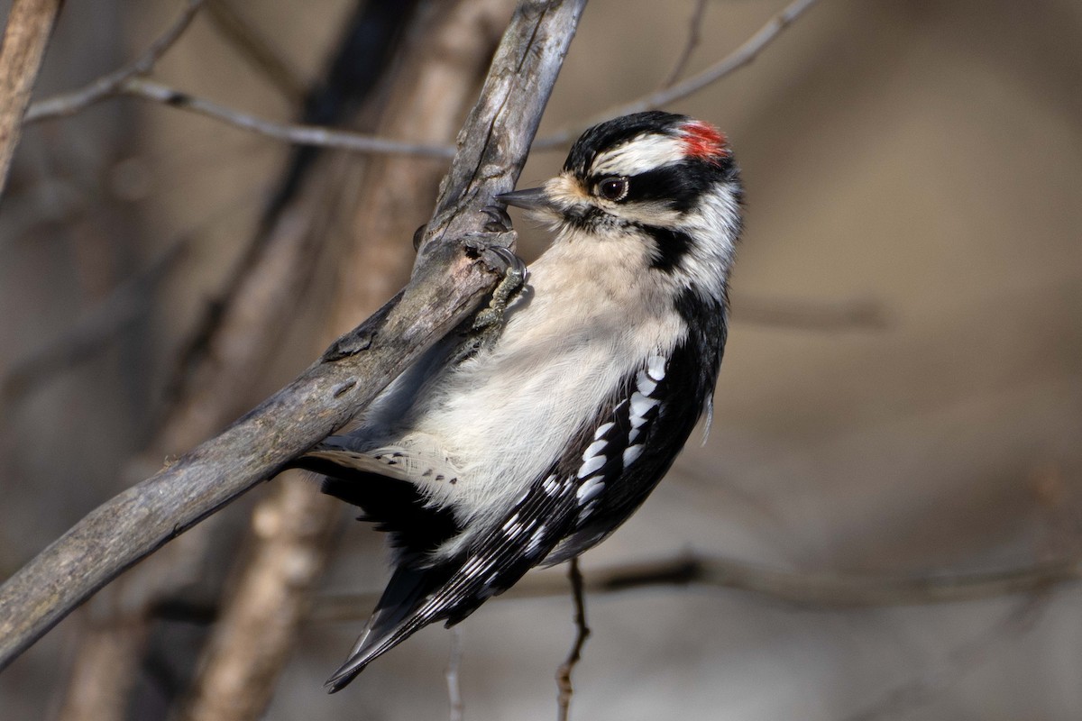 Downy Woodpecker - ML627470729