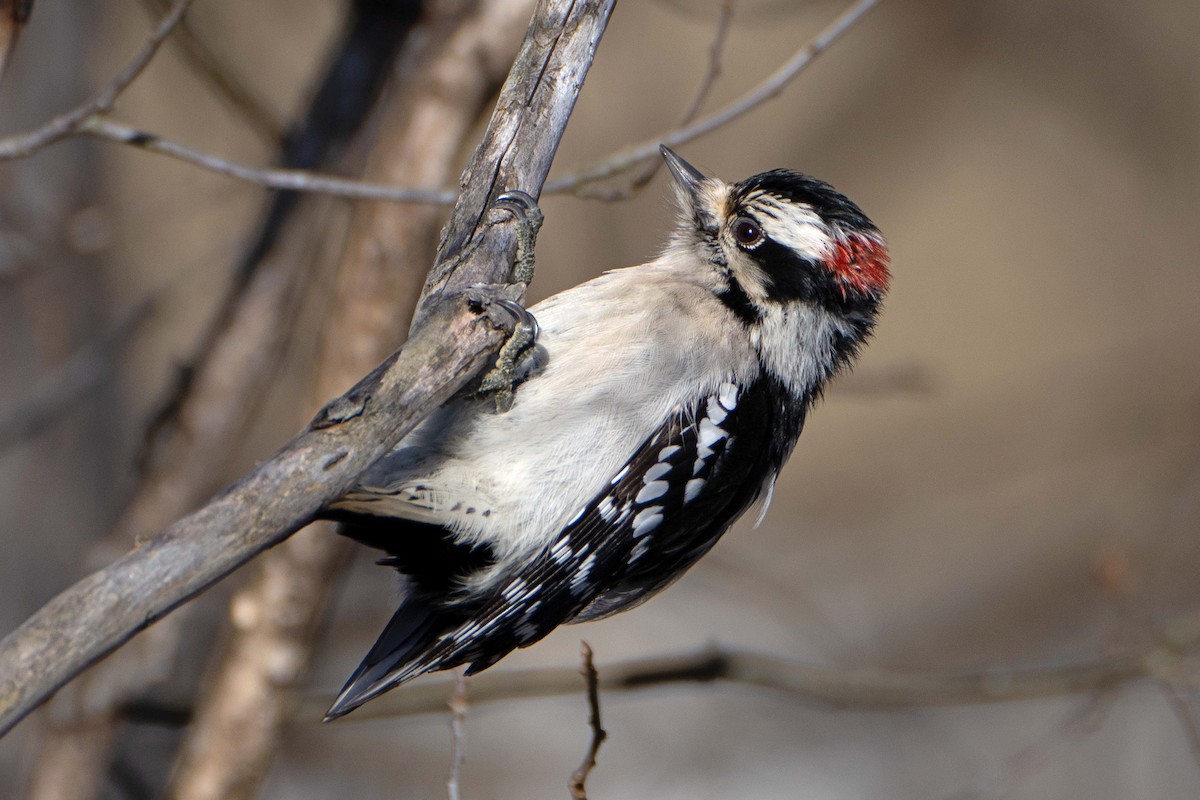 Downy Woodpecker - ML627470730
